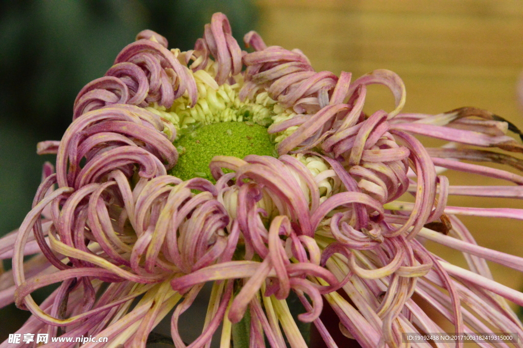 菊花