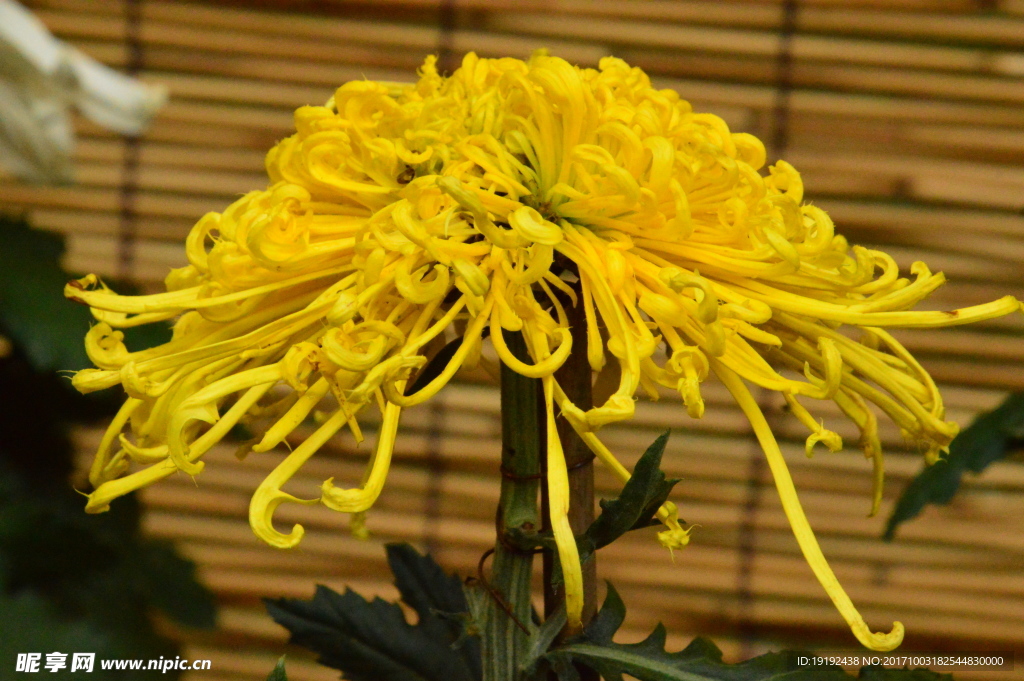 菊花
