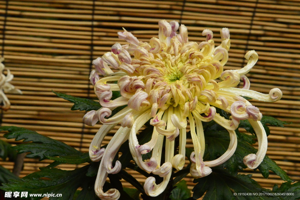 菊花