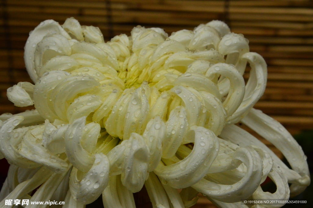 菊花