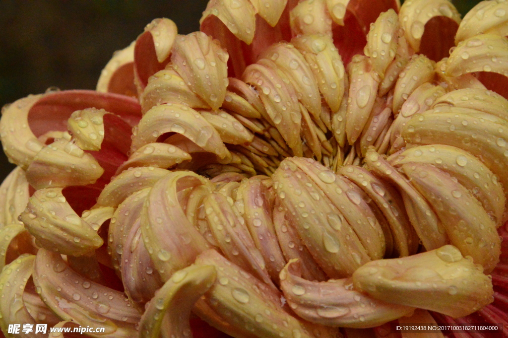 菊花