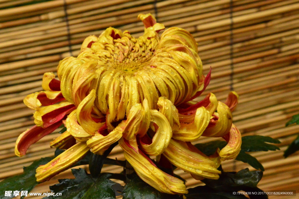 菊花