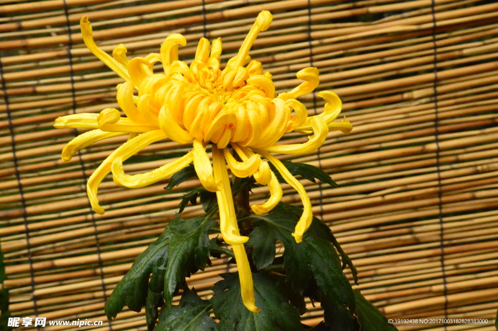 菊花