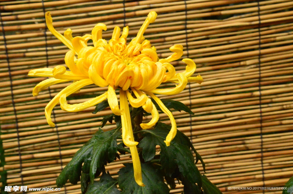 菊花