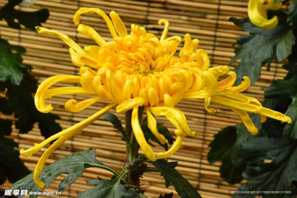 菊花