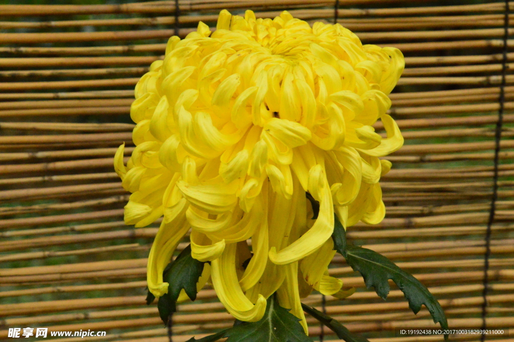菊花