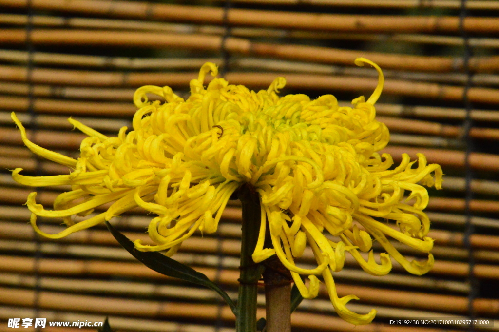 菊花