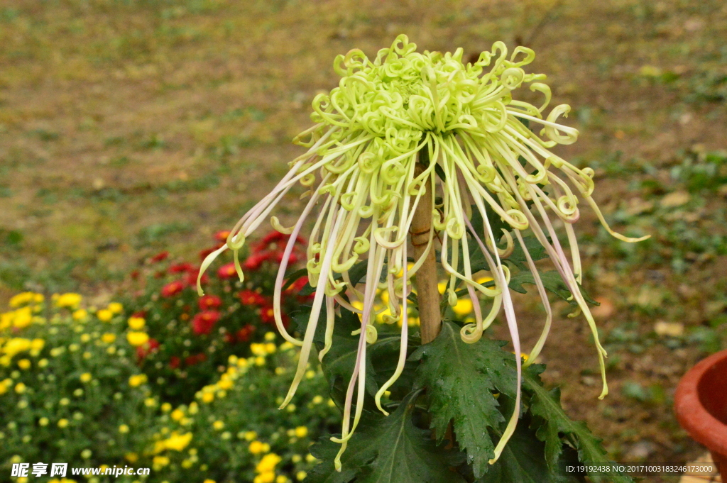 菊花