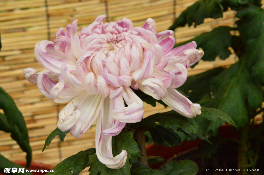 菊花