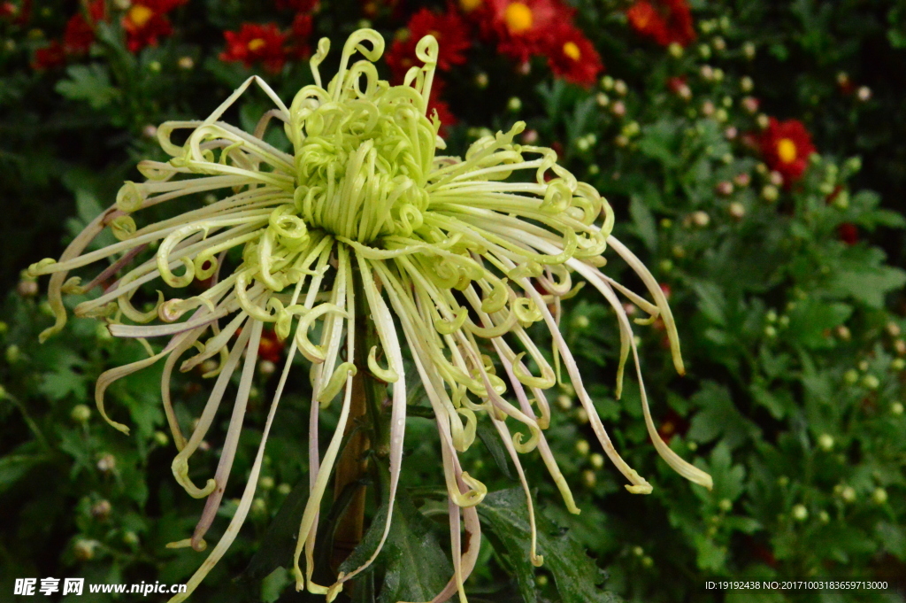 菊花