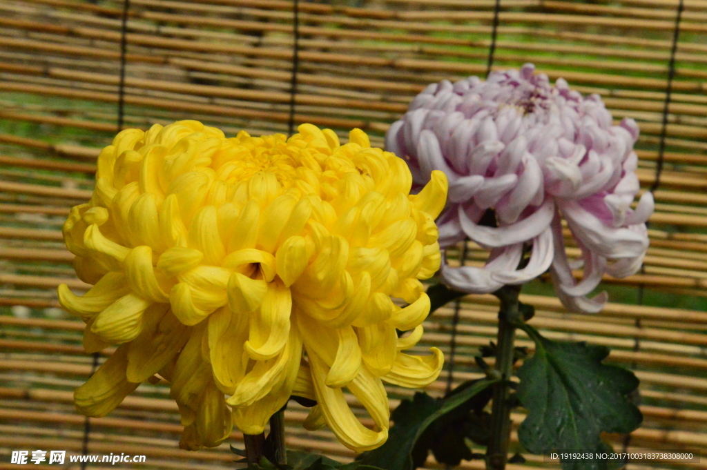 菊花