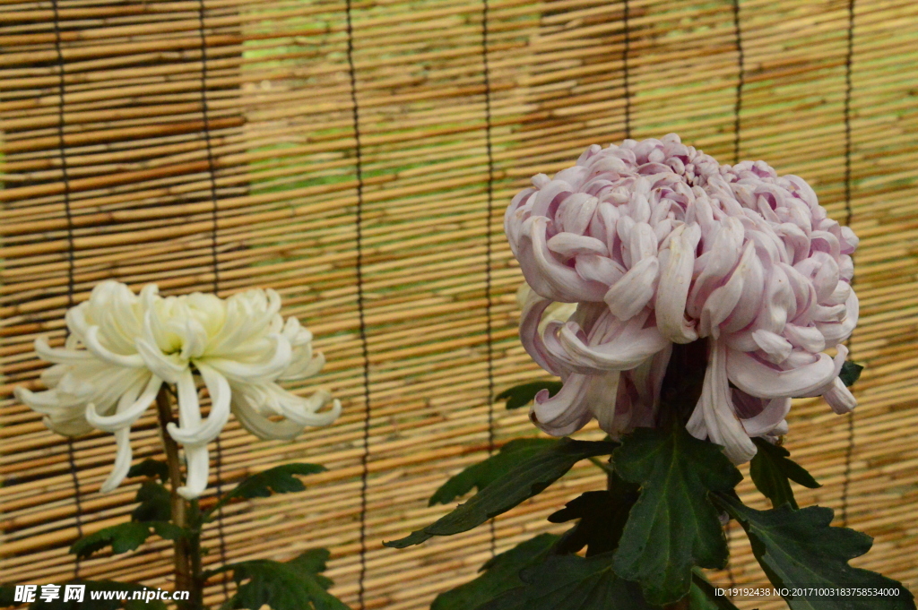 菊花