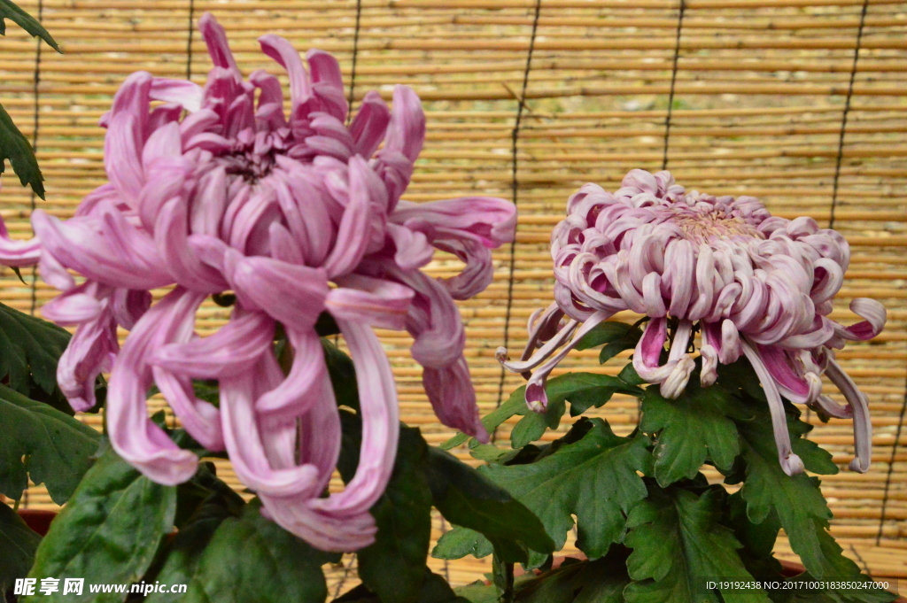 菊花