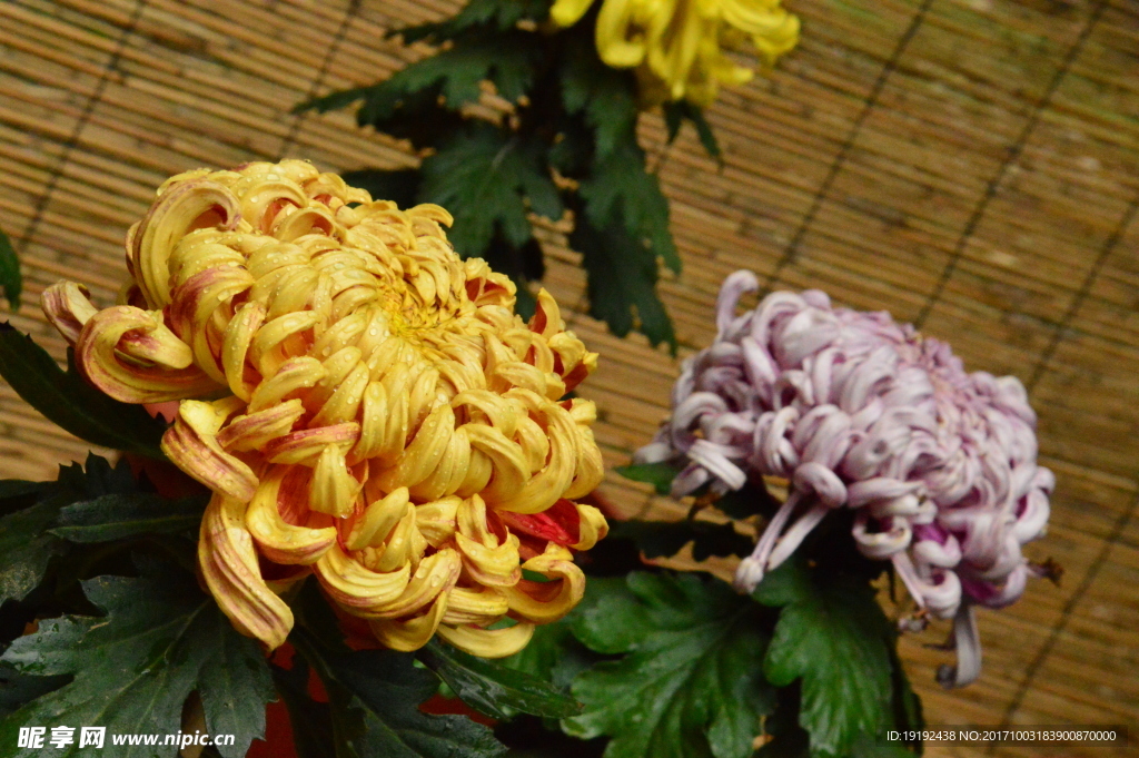 菊花