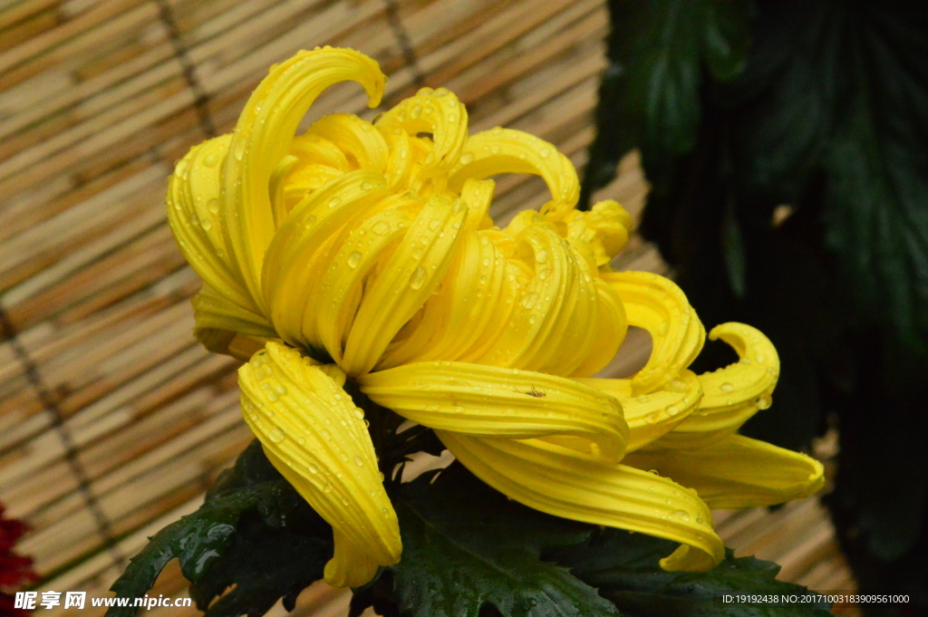 菊花