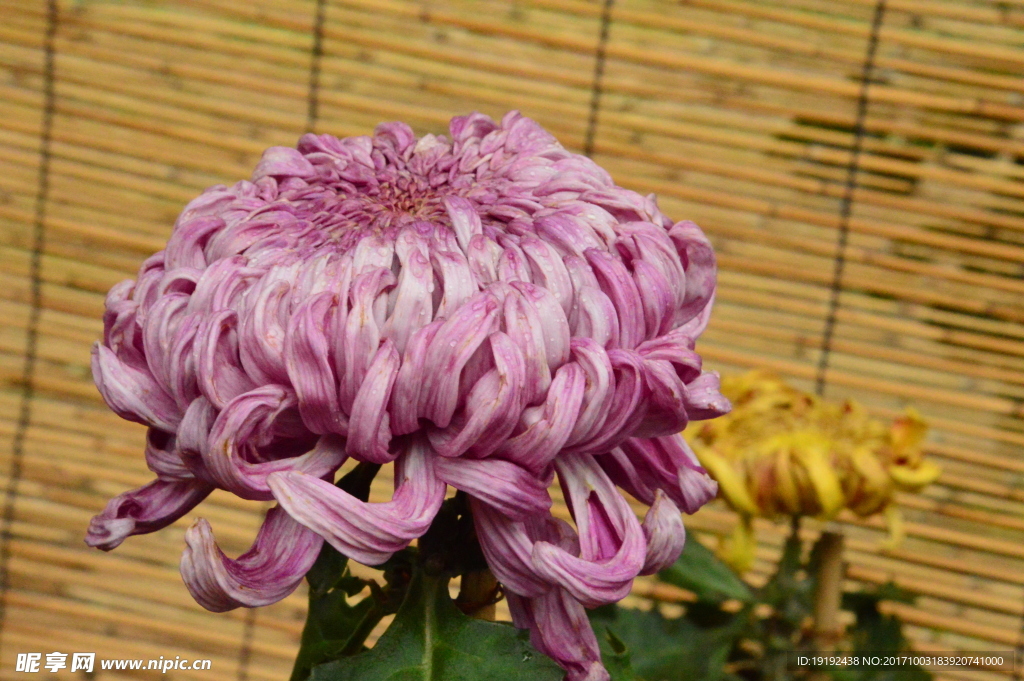 菊花