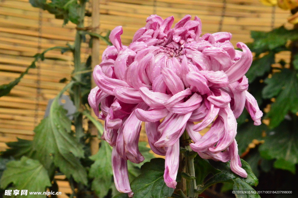 菊花