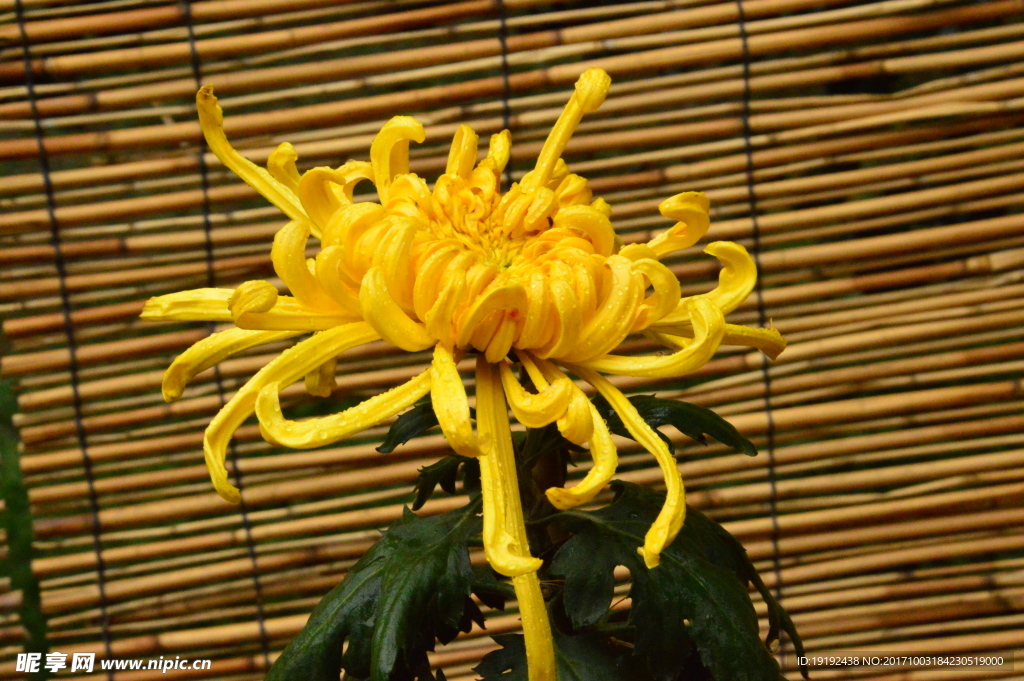 菊花