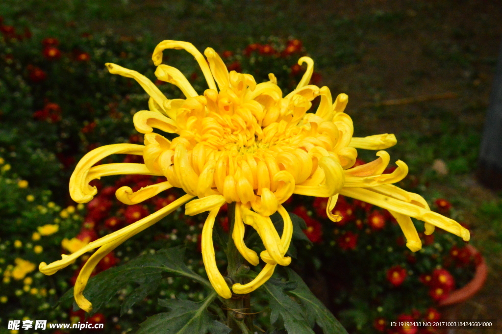 菊花