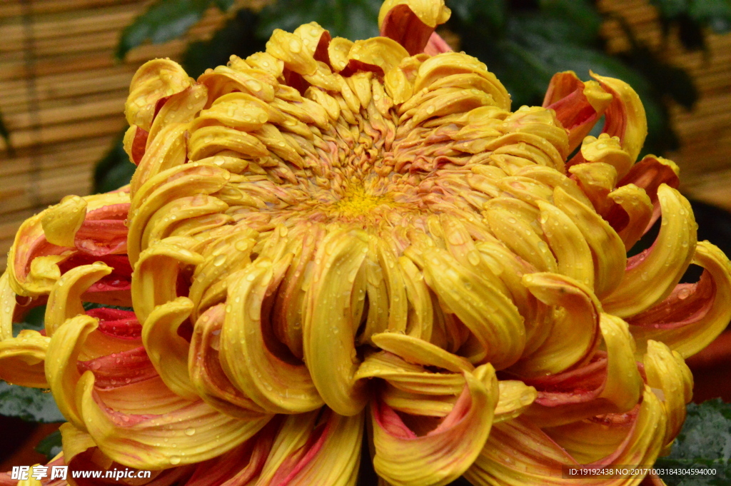 菊花