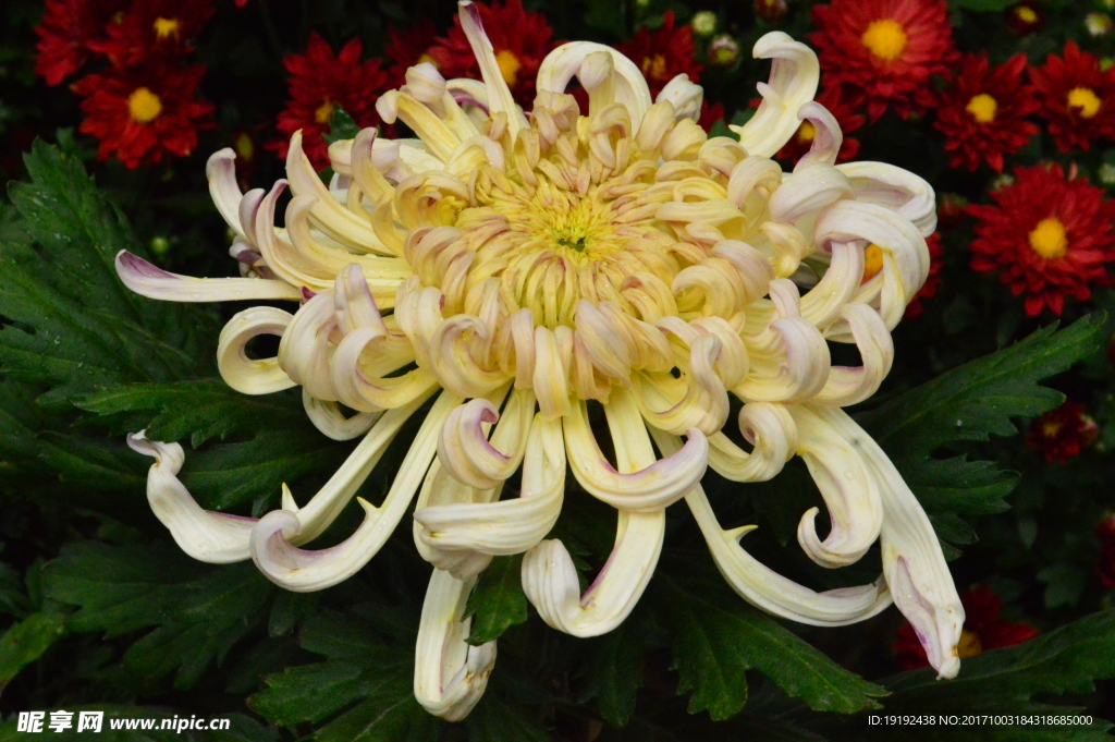 菊花