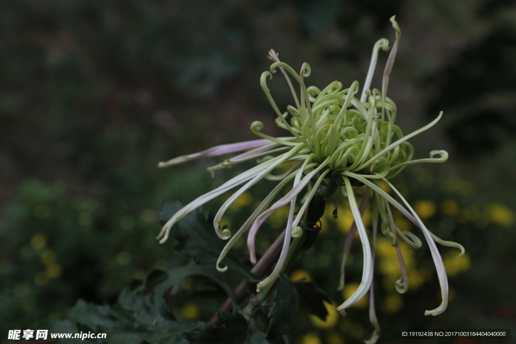 菊花