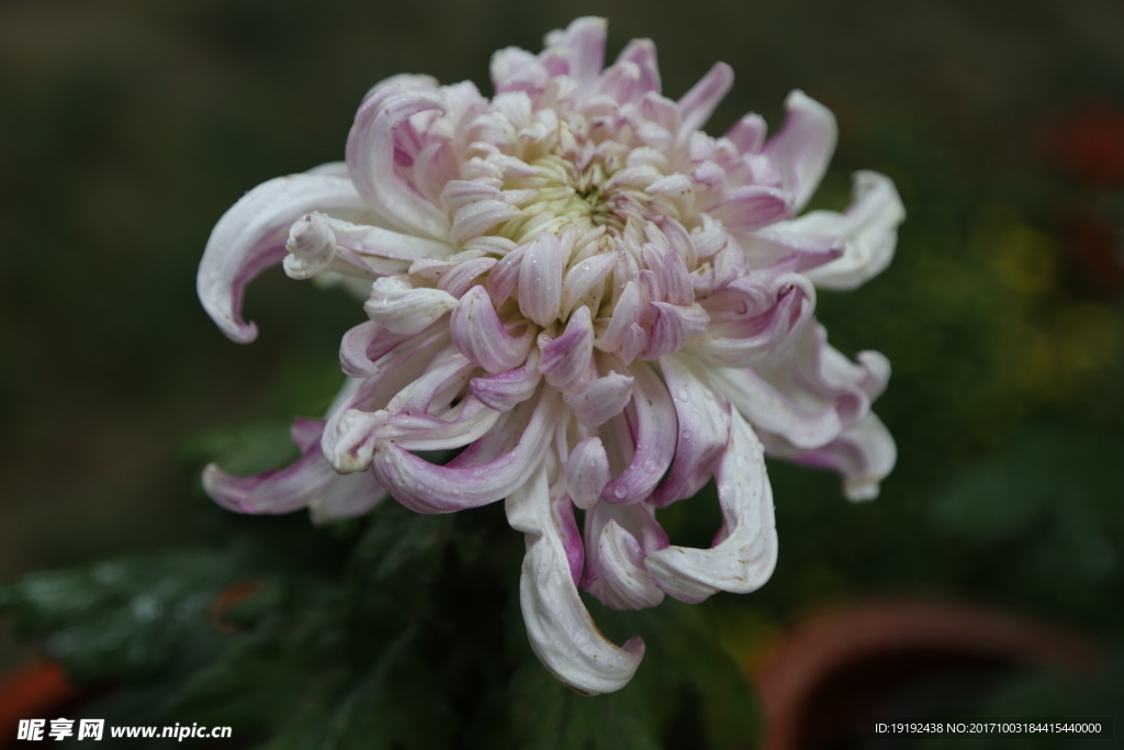 菊花