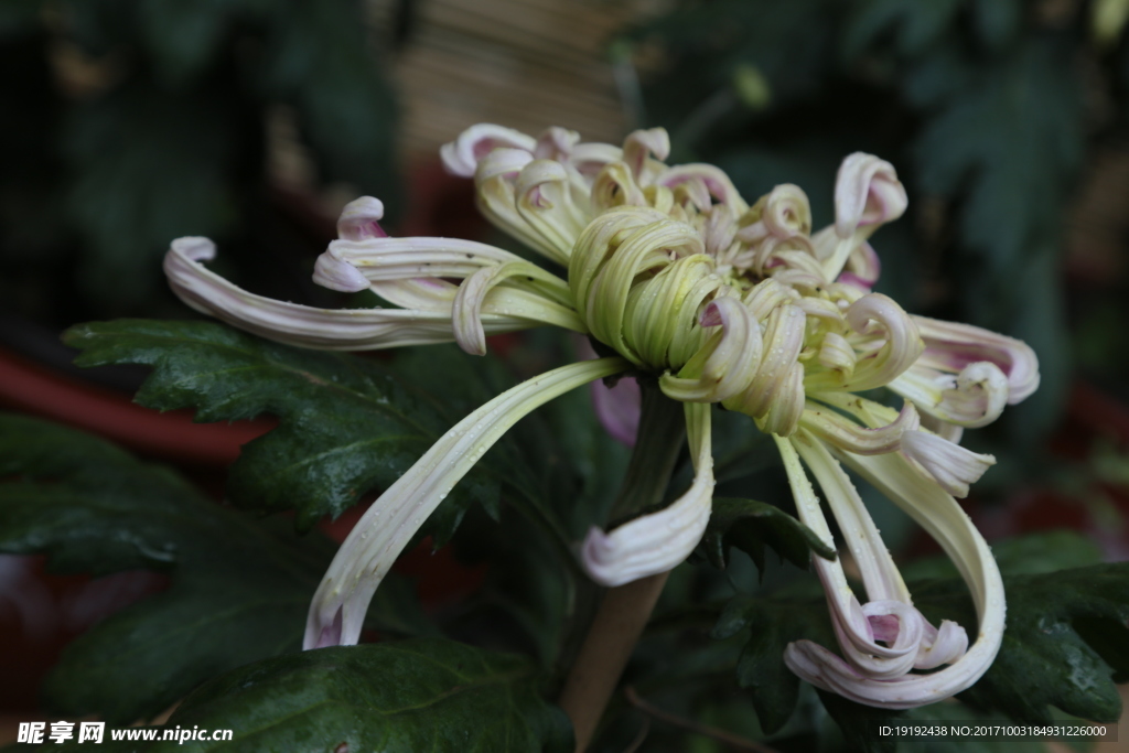 菊花