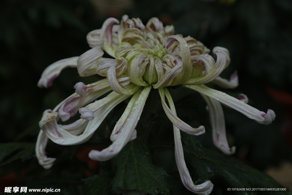 菊花