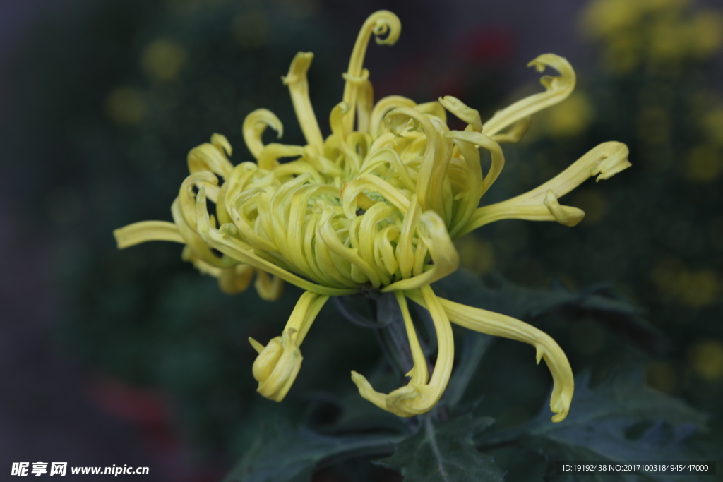 菊花