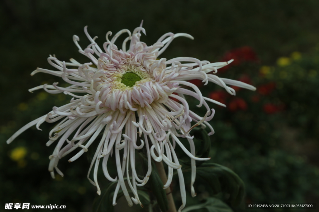 菊花