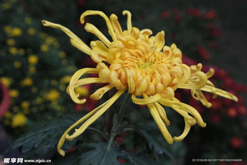 菊花