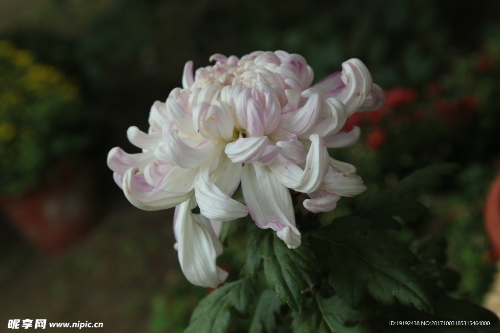 菊花