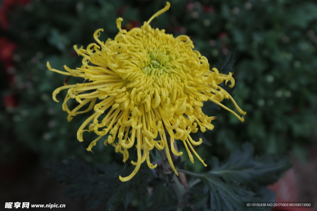 菊花