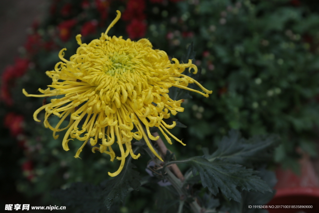 菊花