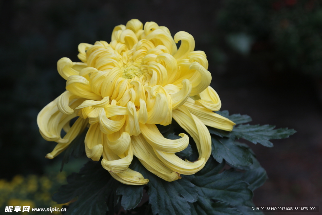 菊花