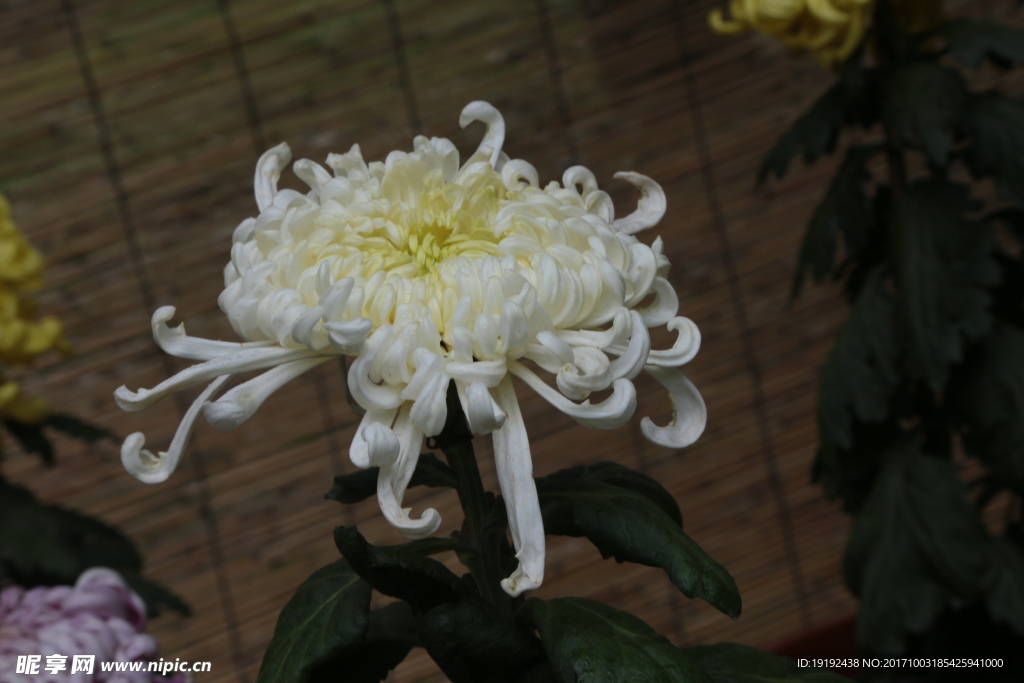 菊花