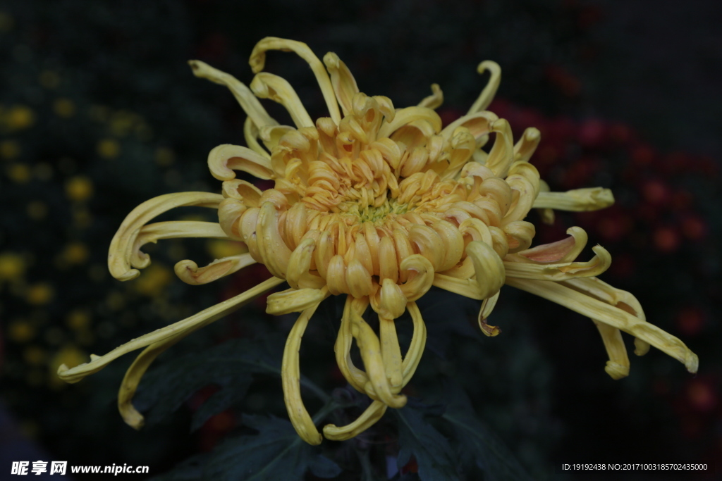 菊花