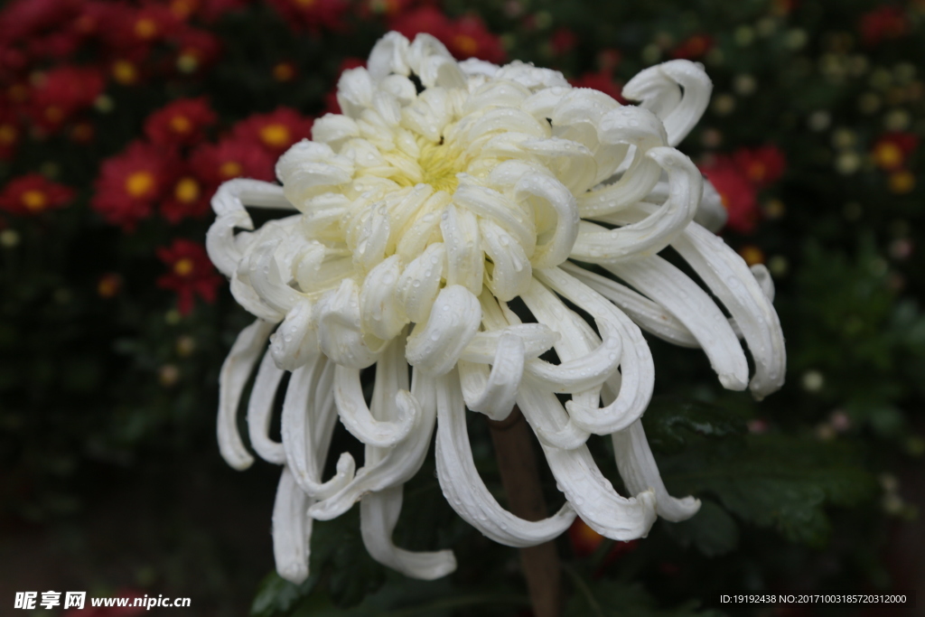 菊花