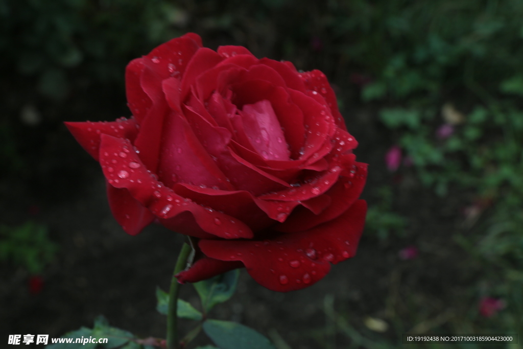 月季花