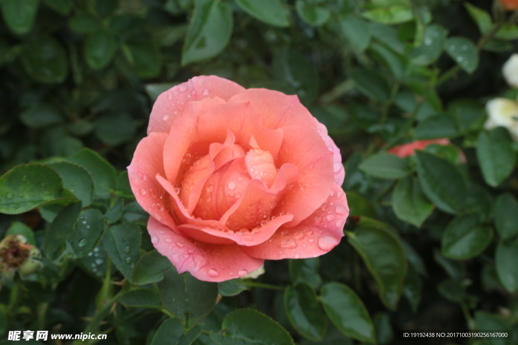 月季花