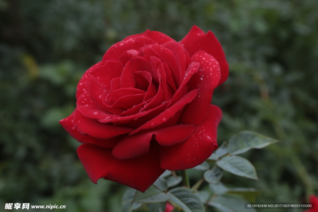 月季花