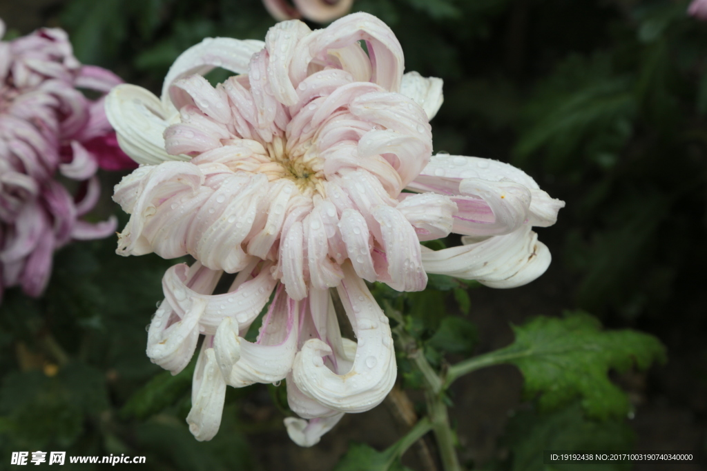 菊花