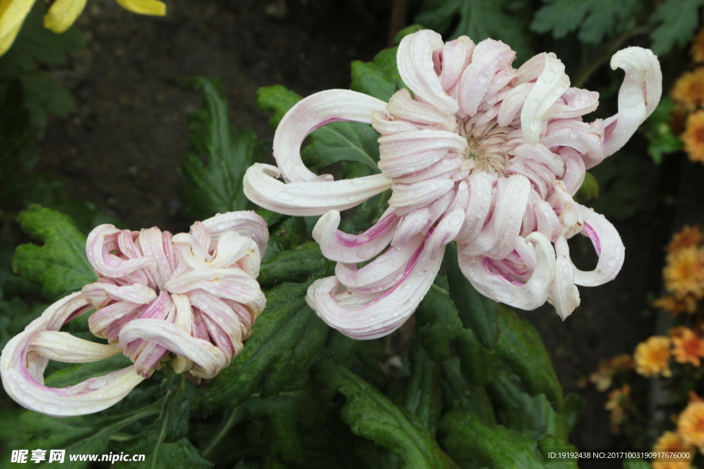菊花