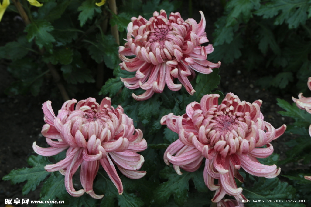 菊花