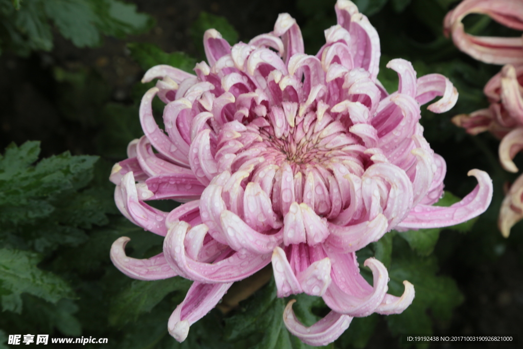 菊花