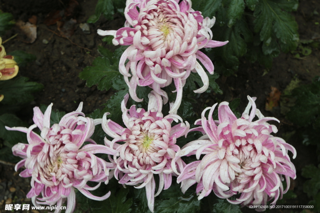 菊花
