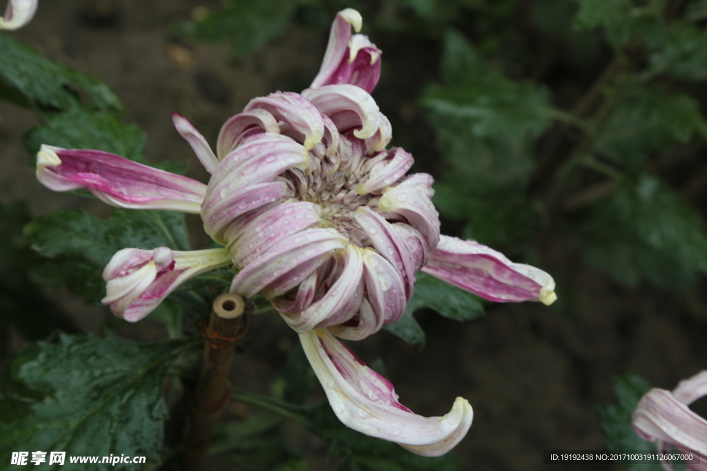 菊花