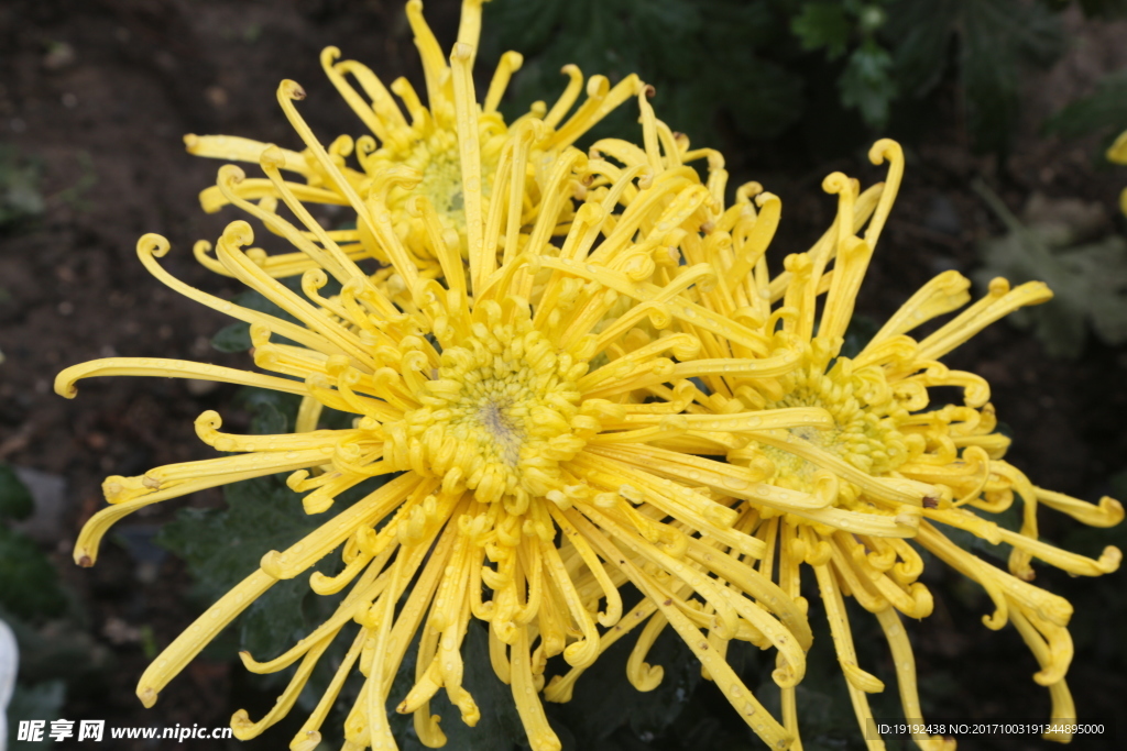菊花
