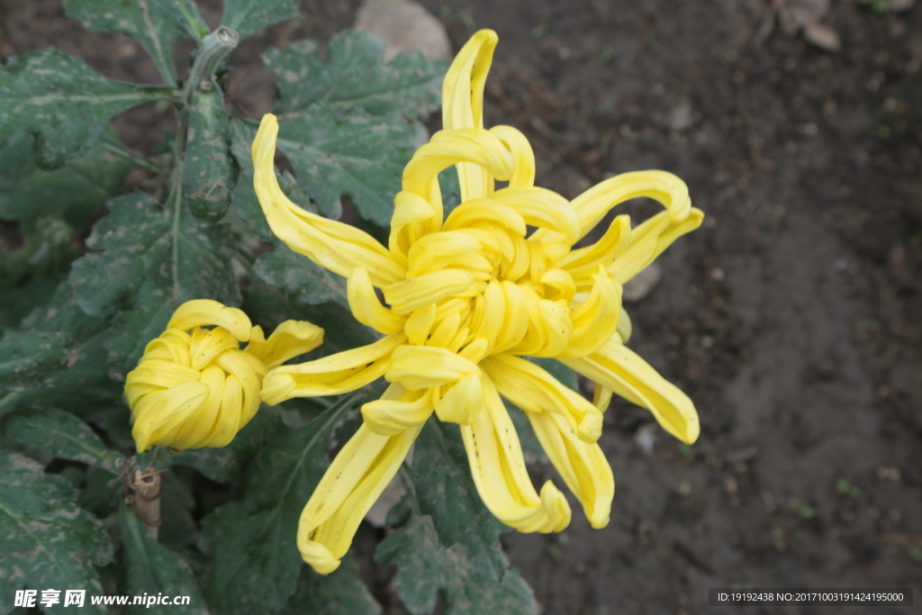 菊花